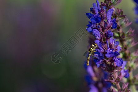 一种美丽悬停飞蝇科从紫色花中采集蜜悬停飞蝇科从一朵花中采集蜜春天图片
