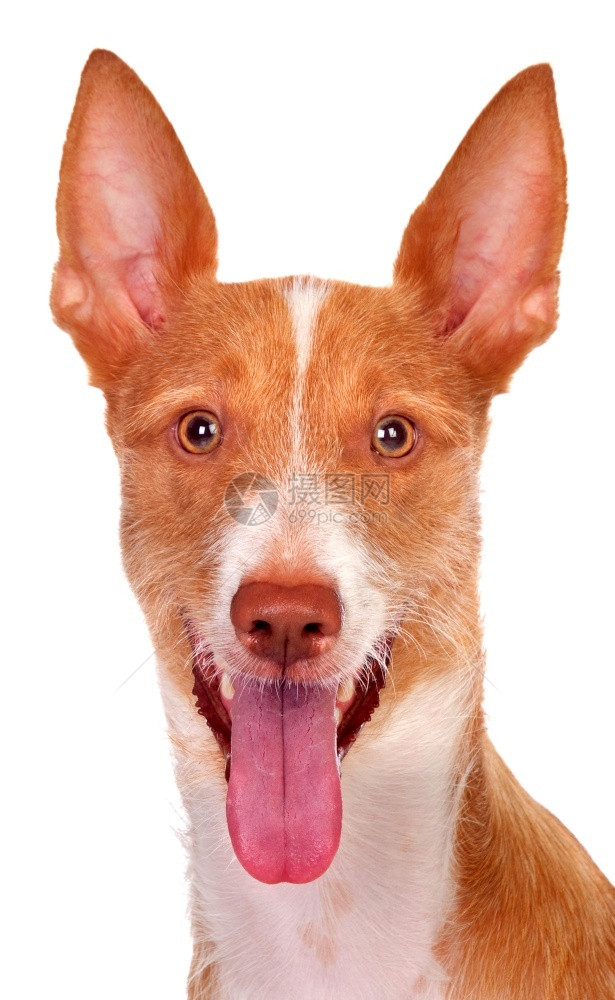 长着大耳朵的猎犬在白色背景上被隔离狗动物美丽的图片