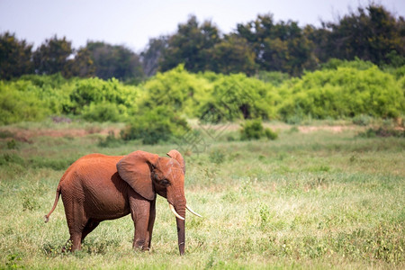 一头红象站在草原上一头红象站在草原上目的地动物群自然图片