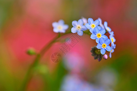 西尔瓦提卡美丽的蓝色小花朵遗忘的我不记花朵春色多彩的大自然背景细节蓝色的背景图片