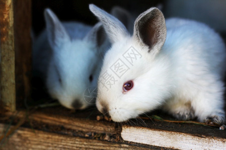 笼里的小白兔图片