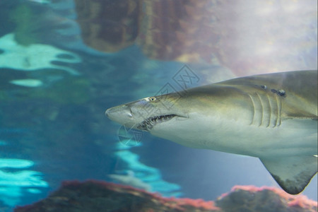 动物蓝色的海鱼在水底生物中观测到海鱼水下图片