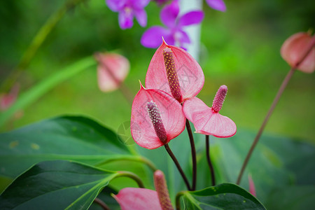 夏天花园里美丽的土豆花斯帕迪克叶子植物群高清图片素材