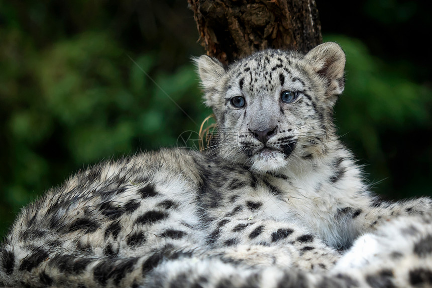 哺乳动物雪豹美洲乌西亚年轻的雪豹脸毛茸图片