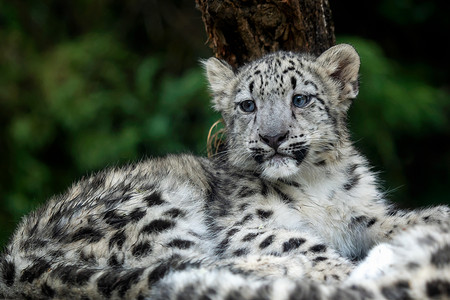 哺乳动物雪豹美洲乌西亚年轻的雪豹脸毛茸图片