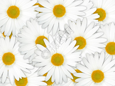 正面白色花的概述背景近距离摄影室甘菊美丽的高清图片