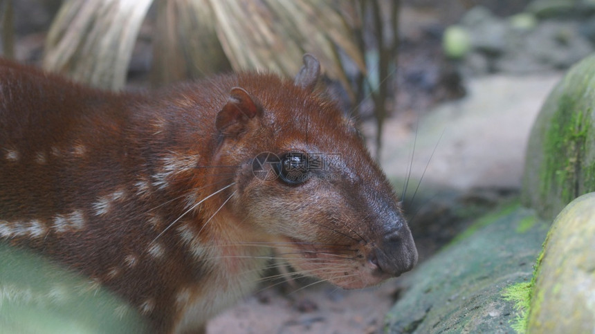 在ElCoca动物园科学名称Agoutipaca对关塔纳监狱长的处理方法哺乳动物群丛林图片