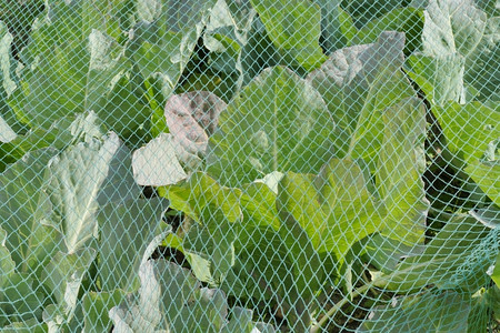 分配保护网下的菜包农业环境图片