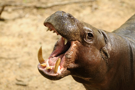 放牧当地动物园的犀牛打哈喇叭食物图片