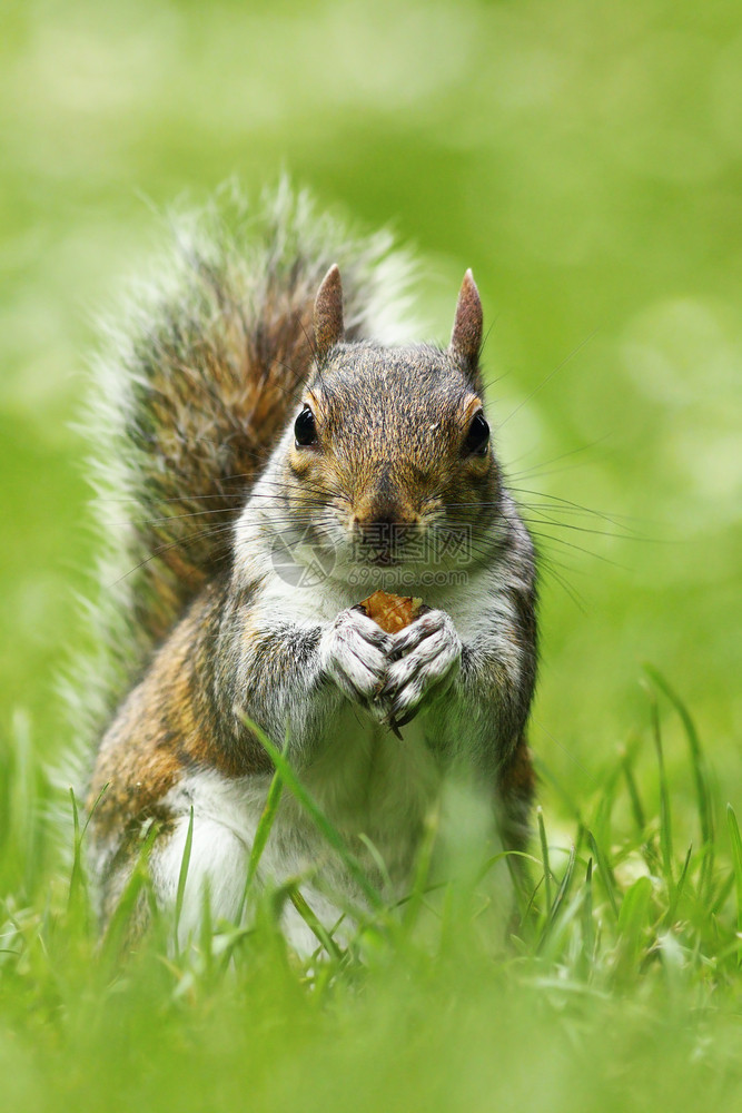 头发美丽的可爱灰色松鼠在草地上吃坚果尾巴图片