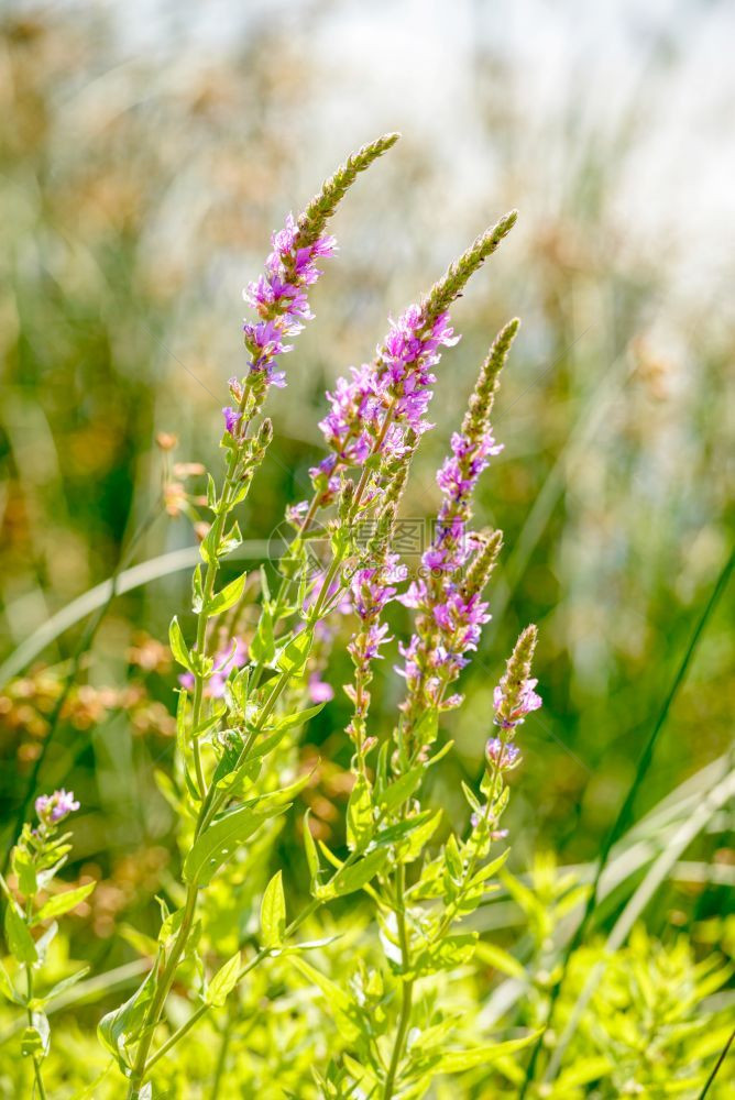 花绽放在炎热的夏日阳光下在靠近河流的草原上生长粉红淋巴沙里卡利亚苦参图片