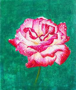 红玫瑰花在绿色背景上涂画彩布印有丙烯色彩红的现代刷子图片