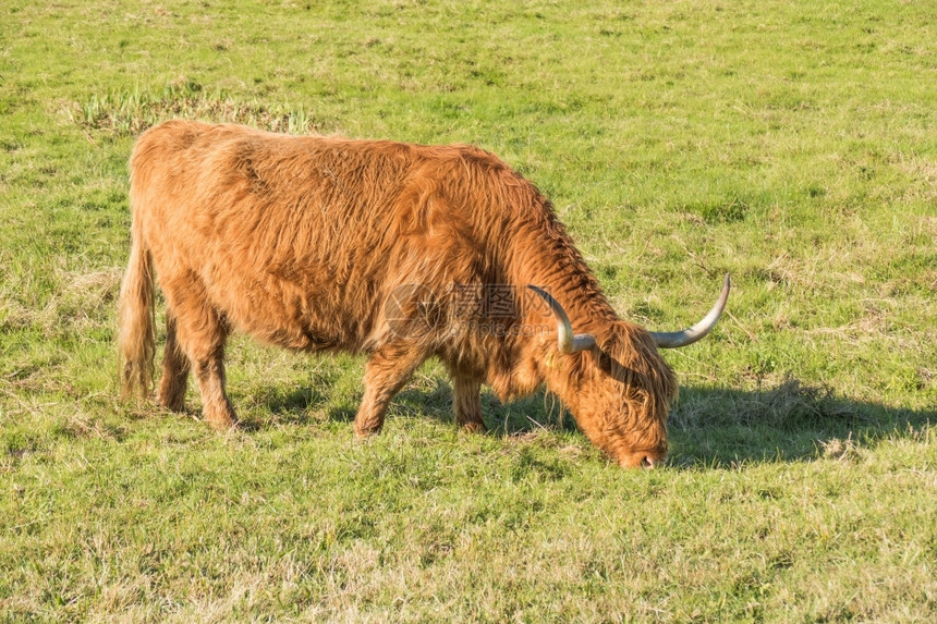 苏格兰高地人自然草食动物农业图片