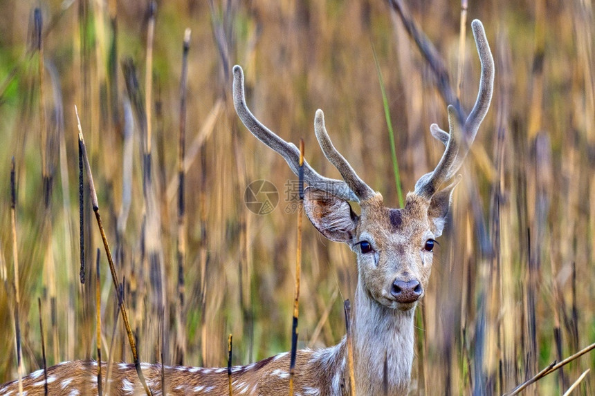 动物自由生态旅游斑点鹿CheetalAxisAxisAxisDeerRoyalBardiaNationalParkBardiya图片