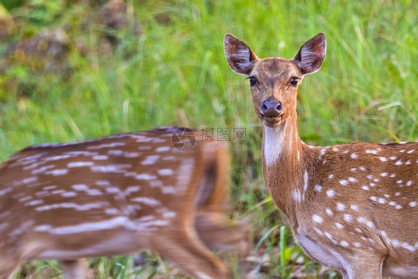 荒野斑点鹿CheetalAxisAxisAxisDeerRoyalBardiaNationalParkBardiyaPark尼泊图片