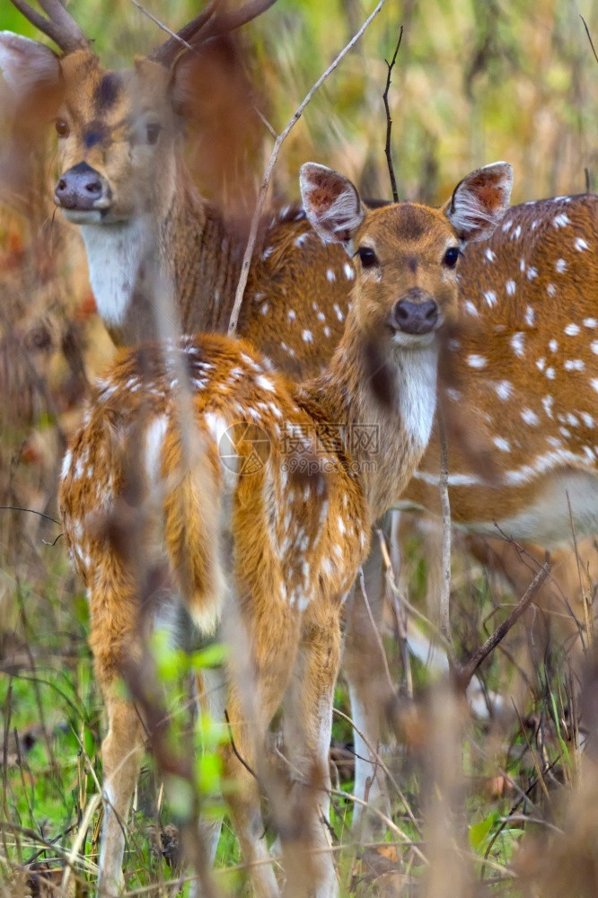 绿动物野生斑点鹿CheetalAxisAxisAxisDeerRoyalBardiaNationalParkBardiyaPar图片