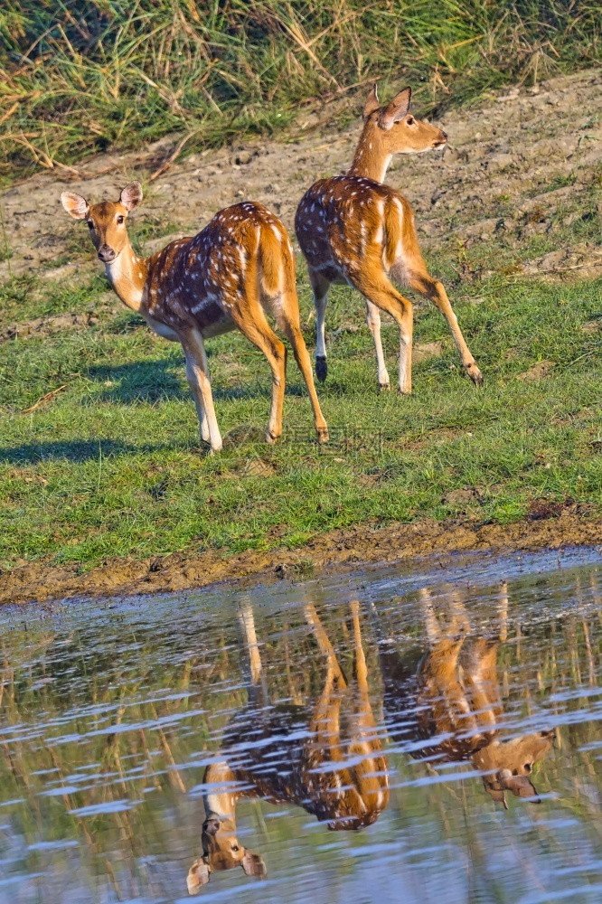 森林斑点鹿CheetalAxisAxisAxisDeerRoyalBardiaNationalParkBardiyaPark尼泊图片