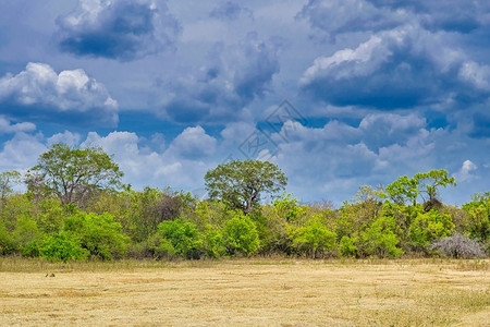 保护林地斯里兰卡Kauudulla公园草地和森林亚洲考杜拉图片