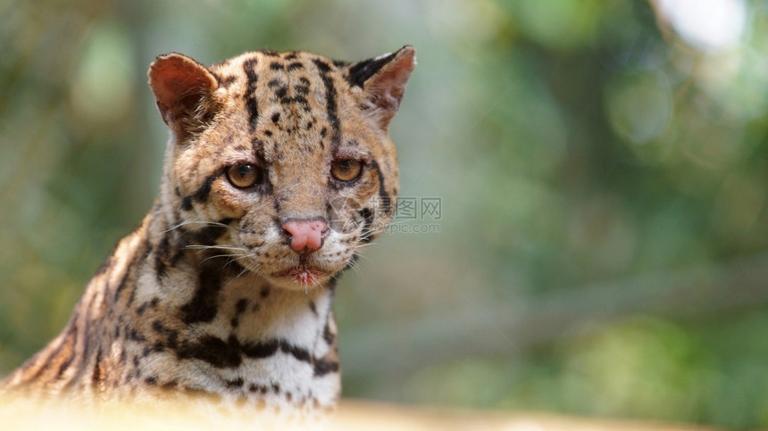埃尔OceloteTigrillo科学名称Leoparduspardalis荷兰语捕食者眼睛图片