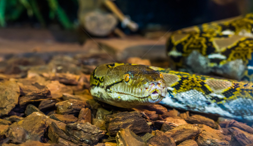 网状体黑色的种紧闭内结壳皮龙头美丽的蛇脸黄眼睛棕色和黑蛇来自亚洲的流行爬动物图片