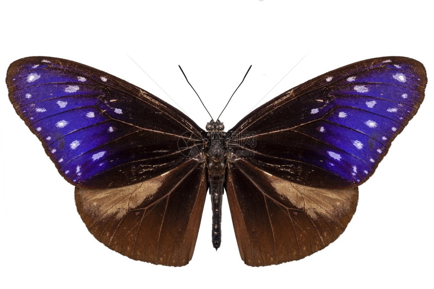 明亮的蛱蝶科达奈尼黄蝴棕蓝色和紫种EuploeaMuluciber白底隔离图片