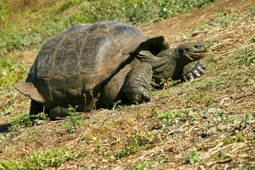 生态旅游加拉帕戈斯巨龟黑加拉帕戈斯公园加拉帕戈斯群岛联合国教科文组织世界遗产厄瓜多尔美国加拉帕戈斯巨龟厄瓜多尔乌动物群图片