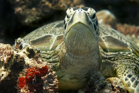 眼睛普吉岛马来西亚婆罗洲巴丹的绿海龟贝壳图片
