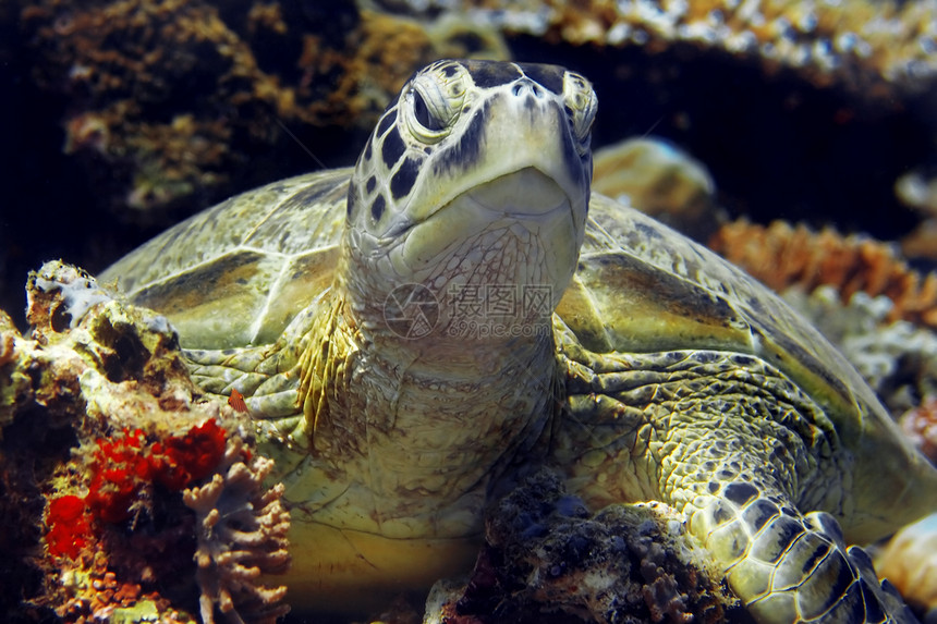 嘴游泳玳瑁马来西亚婆罗洲巴丹的绿海龟图片