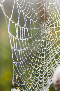 网络薄雾早上有露水的蜘蛛网早晨图片