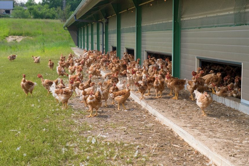 农场里成群的鸡图片