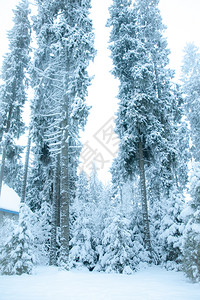 屋舒适美丽的冬季风景雪中的圣诞树寒冷冬冰图片
