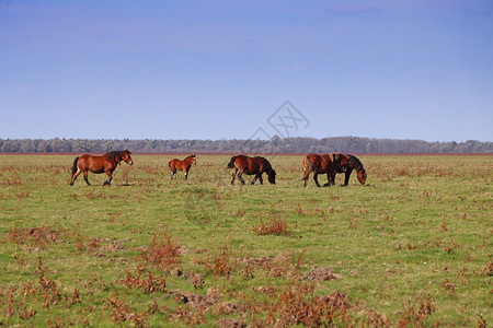 马术自然母牧在草地放马场图片