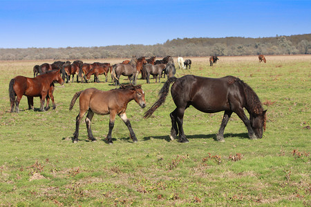 牧马在草地放马场哺乳动物季节夏天图片