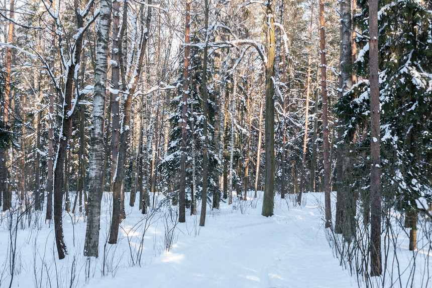 阳光在森林公园下雪的冬季风景观树干图片