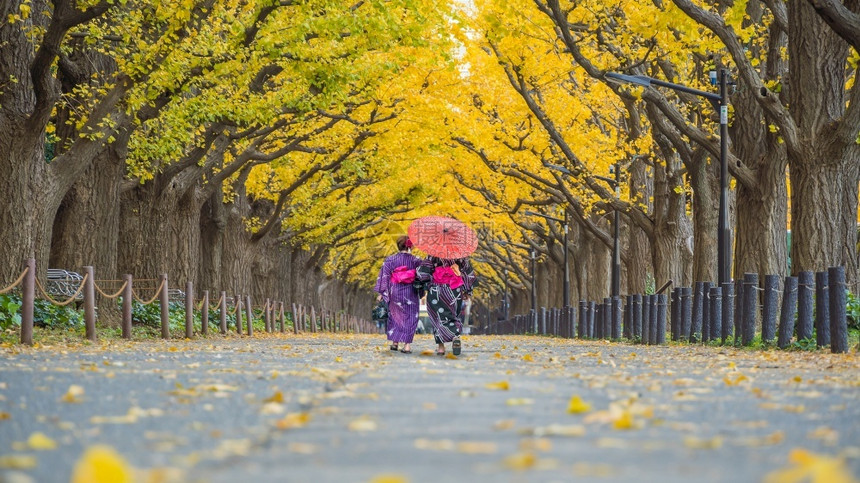 旅游浴衣亚洲行者穿着和服传统装在日本东京秋天的黄金果树上行走颜色图片