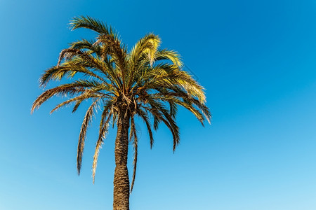 天空蓝绿棕榈树活力场景图片