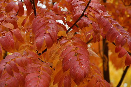 秋天下雨黄叶落在城里的秋天叶子丰富多彩的环境湿的高清图片素材