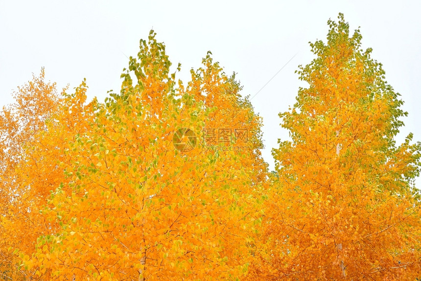 天气黄色的秋下雨黄叶落在城里的秋天丰富多彩