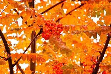 沉淀淡黄色秋天下雨叶落在城里的秋天树叶城市的高清图片素材