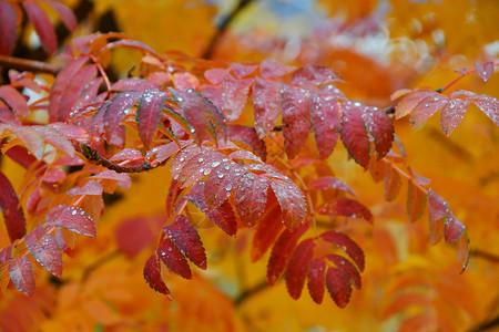 秋天下雨黄叶落在城里的秋天旅行一种寒冷的美丽高清图片素材
