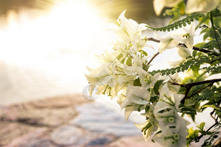 清晨美丽的白鲜花朵草地太阳开图片