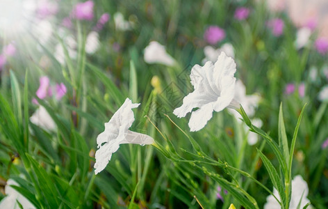 白色的夏天清晨美丽白鲜花朵植物学户外高清图片素材