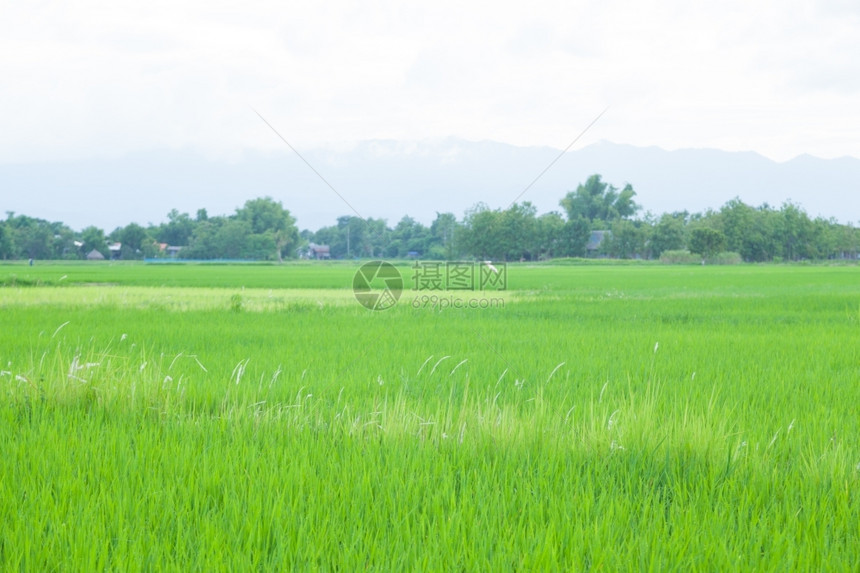 种植水稻的农民作物植收成图片