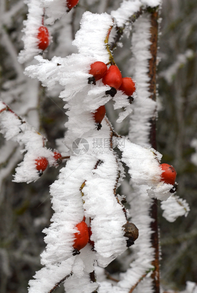 红色的狗圣诞节冬天灌木丛的玫瑰臀部图片