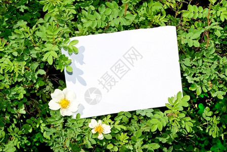 野蔷薇罗莎带空白纸的Briar灌木寝具图片