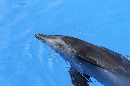 水中游泳的海豚海洋高清图片素材