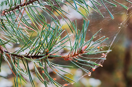 昆虫网中的云杉枝松针上的蜘蛛网松针上的蜘蛛网中云杉枝针叶干燥图片