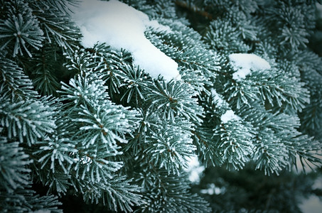 季节清除雪花严密的浅地野外深处树上的冬霜图片