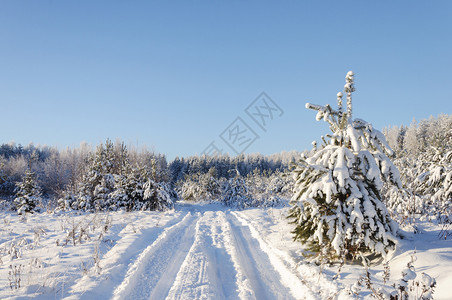 圣诞节冬天白雪季森林地貌的风雪中乡村公路雨下道树上布满冰冻的木阳光明日针叶树背景图片