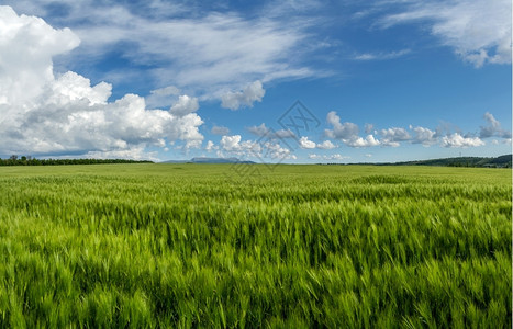 园景植物美丽的全小麦田与蓝天对面的云层覆盖着蓝色天空图片